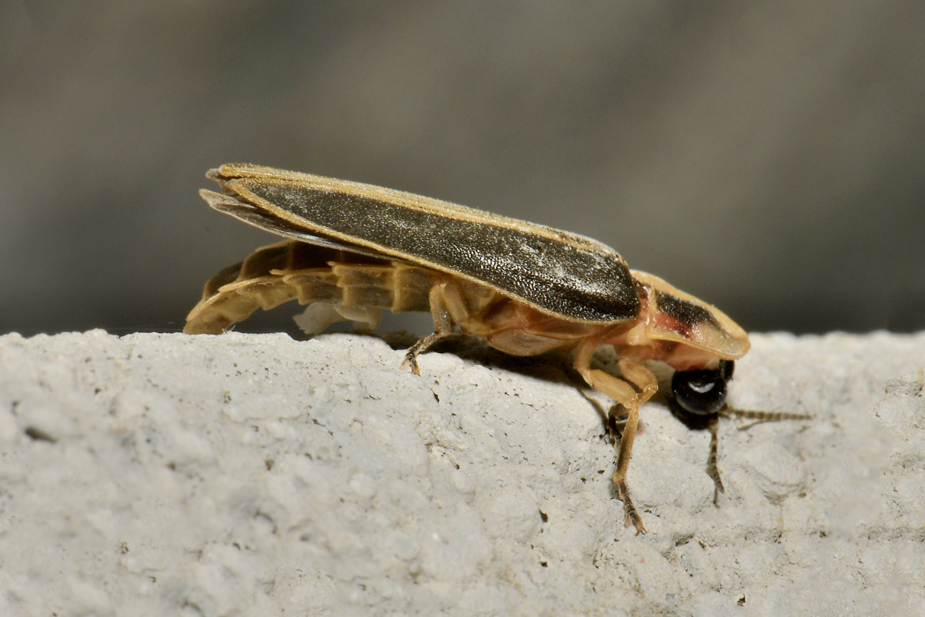 Lampyridae: Lampyris fuscata